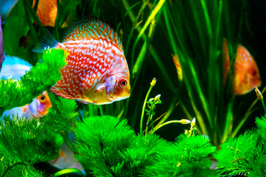How to Choose the Right Fish For Your First Aquarium