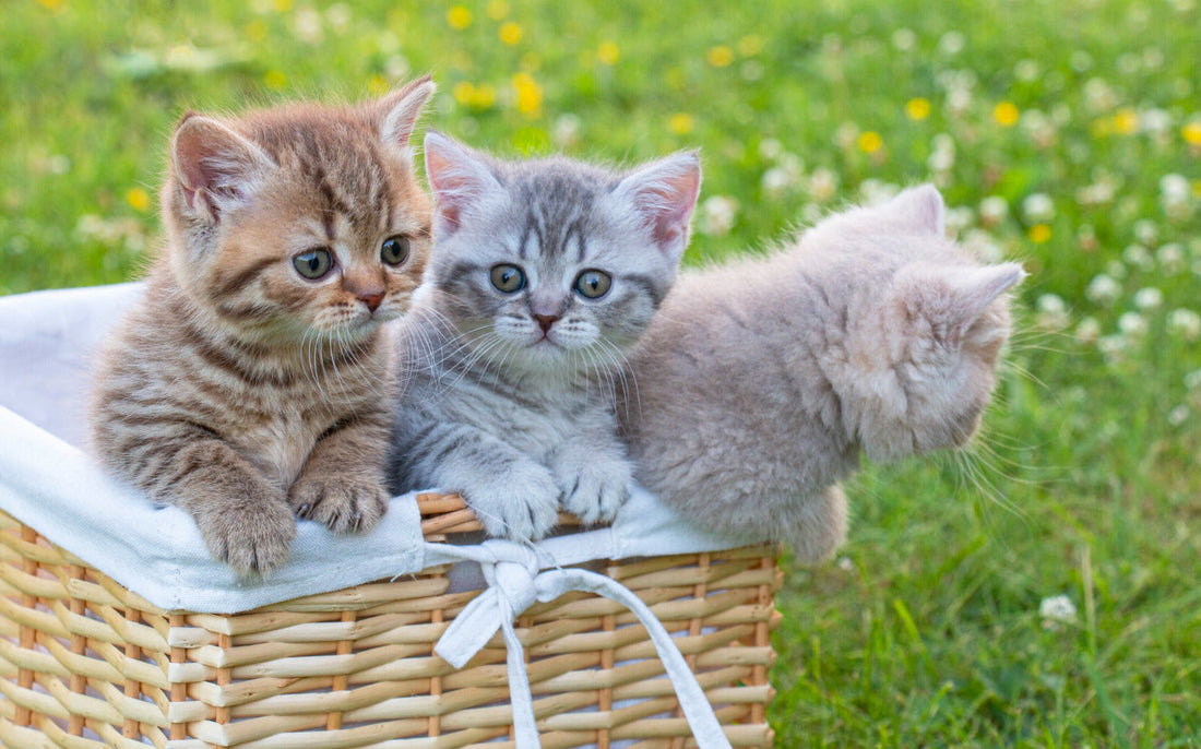 The Ultimate Kitten Nutrition Guide