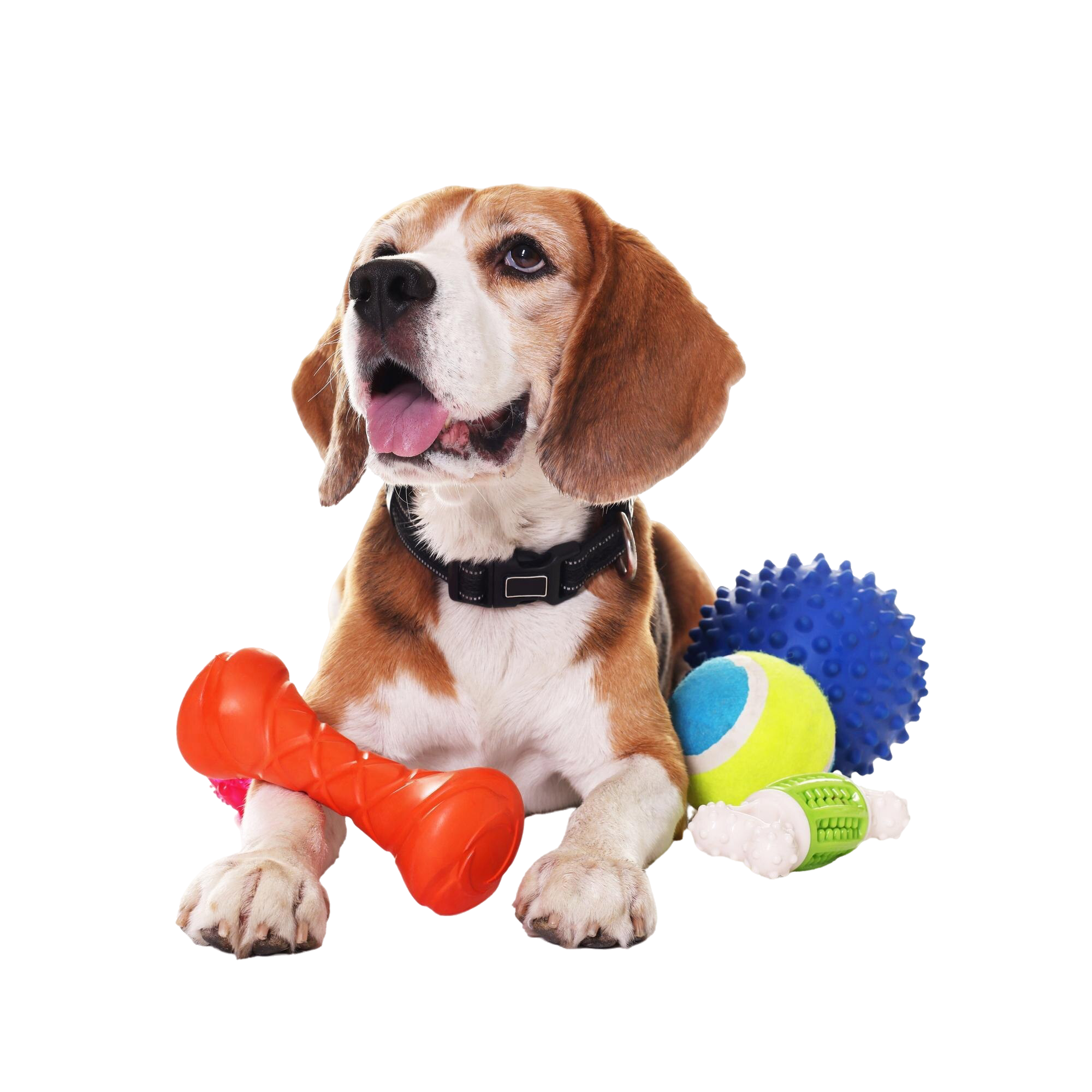 Dog Chew Toy