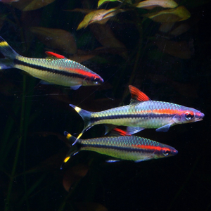 Denison's Barb - 7cm