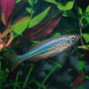 Giant Danio - 7cm