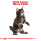 Feline Breed Nutrition Maine Coon Kitten 2 KG
