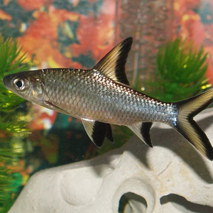 Silver Shark (Bala) - 7.5cm