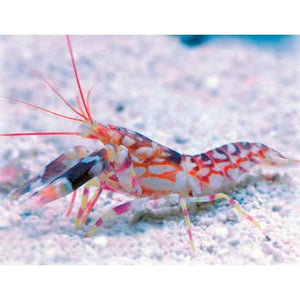 Tiger Shrimp S/M