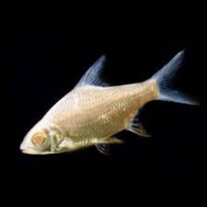 Tinfoil Barb Albino - 5cm