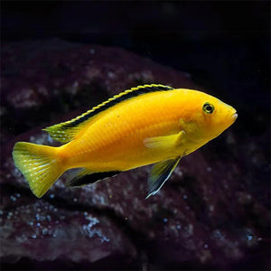Lemon Mbuna Cichlid