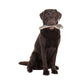 Natural Deer Antler Easy for Dogs Under 20Kg