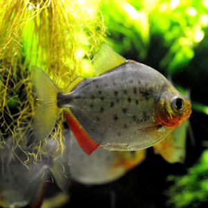 Spotted Metynnis – 3.5cm